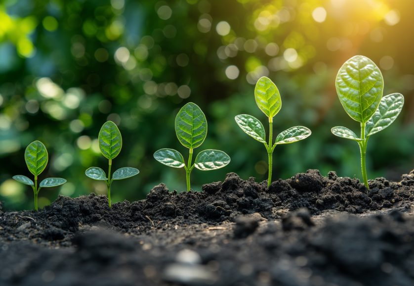 Growth,And,New,Beginnings,,This,Captivating,Photograph,Beautifully,Captures,The
